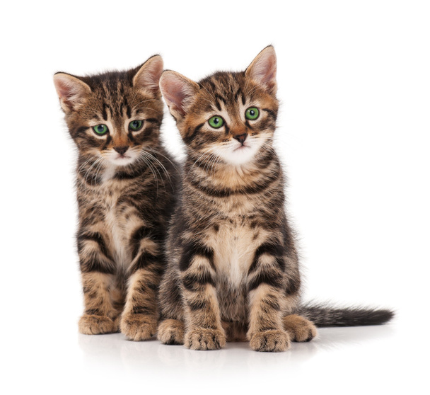 Cute kittens - Foto, immagini