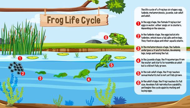 Frog Life Cycle concept vector illustration - Vetor, Imagem