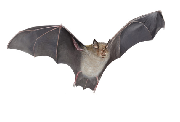 Horseshoe bat isolated - Photo, Image
