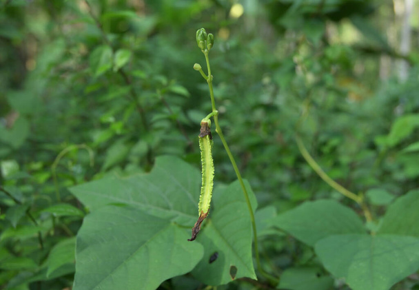 An immature Winged bean pod and flower buds on an elevated stem of a winged bean vine (Psophocarpus Tetragonolobus) in the garden - Photo, Image