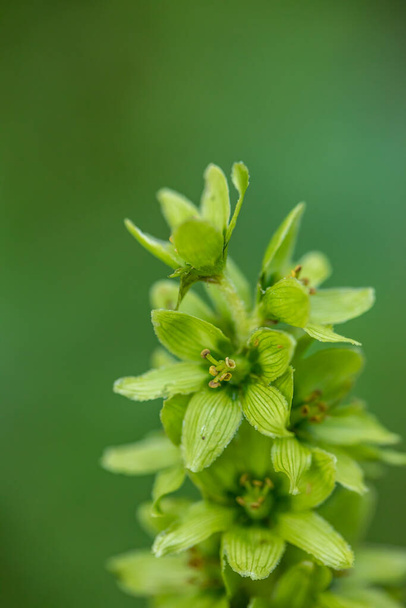 Альбом Veratrum квітка, що росте в горах, крупним планом
 - Фото, зображення