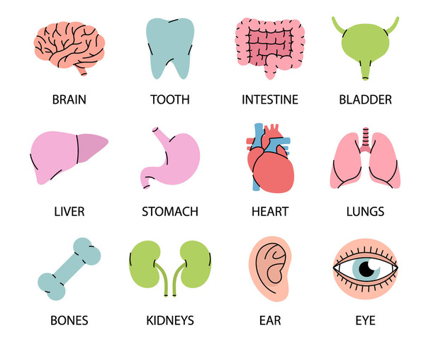Людські органи іконки з описами. Мозок, зуб, вухо, кишечник, шлунок, печінка, сечовий міхур, серце, кістка, нирки, легені, очні значки. Людські органи лінії піктограм
 - Вектор, зображення