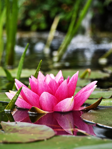Lotus flower in pond - Foto, imagen