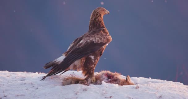 Proud and large golden eagle eats on a dead animal in the mountains at winter. - Кадры, видео