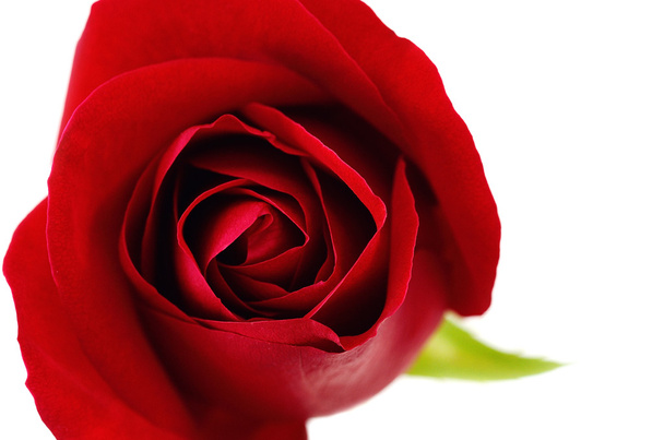 Closeup Red rose for valentine's gift - Photo, Image