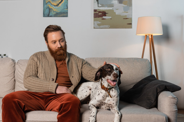 Barbuto uomo in cardigan coccole dalmata cane sul divano  - Foto, immagini