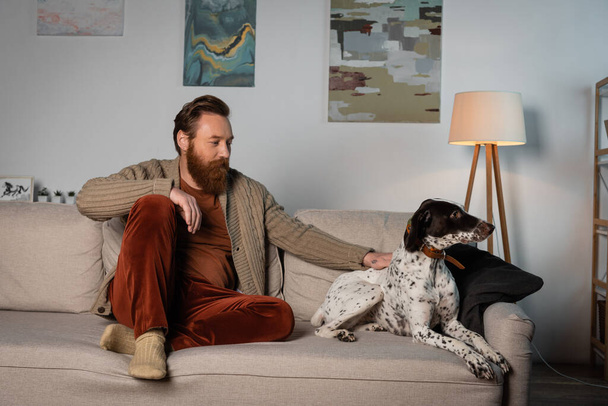 Hombre barbudo mirando perro dálmata en el sofá en casa  - Foto, Imagen