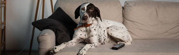 Дистанционный контроллер рядом с далматинской собакой на диване в гостиной, баннер  - Фото, изображение