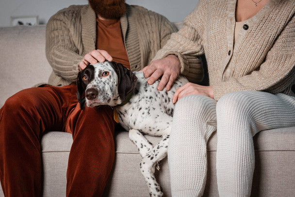 Обрізаний вид пари, що кидає далматинського собаку на диван у вітальні
  - Фото, зображення