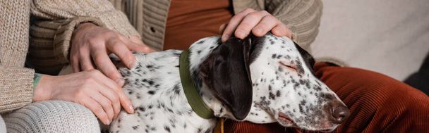 Cropped view of couple petting dalmatian dog in living room, banner  - Photo, Image