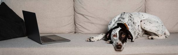 Dalmatische hond ligt in de buurt laptop op de bank in de woonkamer, banner  - Foto, afbeelding
