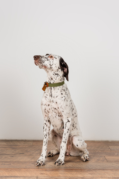 Cane dalmata con colletto seduto vicino al muro bianco a casa  - Foto, immagini