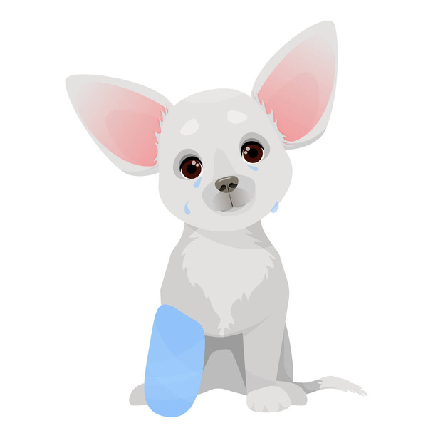 Small gray dog sitting with bandaged paw - Вектор,изображение