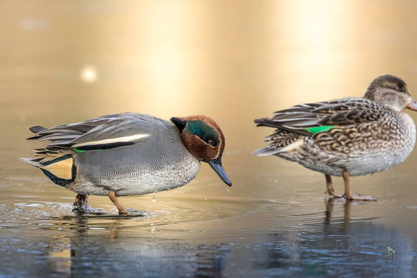 Beautiful teal duck couple standing on the iced pond called Jacobiweiher not far away from Frankfurt, Germany at a cold day in winter. - Foto, afbeelding