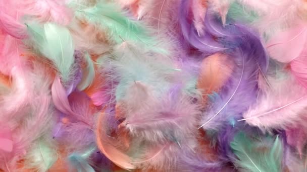 colorful feather close-up macro slow motion. Selective focus, blurred focus, abstraction. slow motion top view tropical colors beauty - 映像、動画