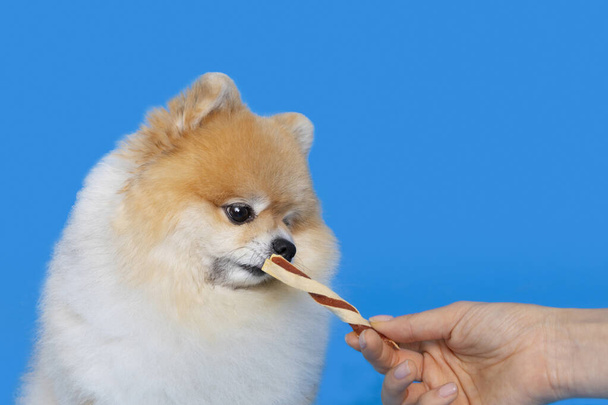 cute pomeranian dog eating snacks, treats - Fotografie, Obrázek