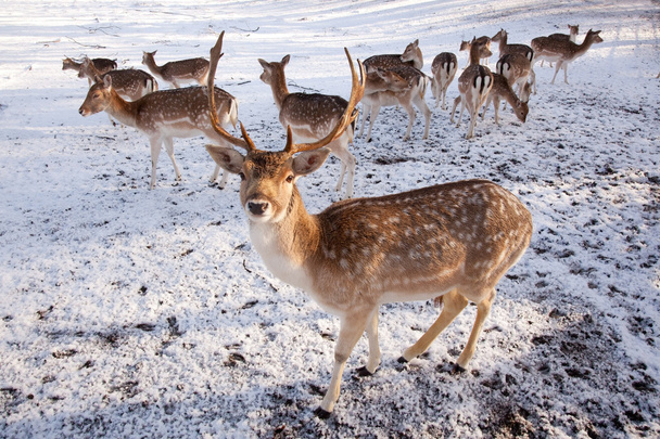 Male fallow deer and group of females in the snow - Photo, Image