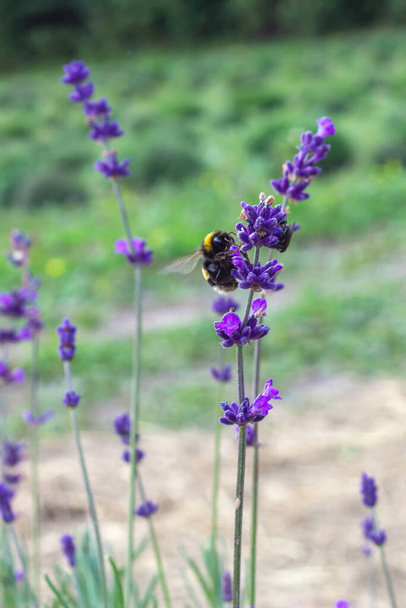 close-up of a branch of lavender on which a hairy bumblebee sits. Vertical. Place for text - Foto, Imagem