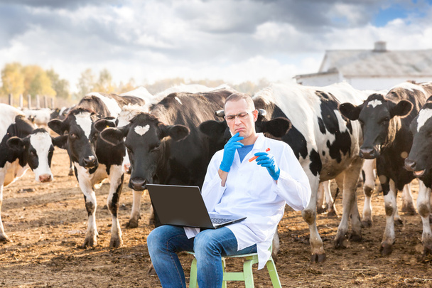 veterinarian at  farm cattle - Valokuva, kuva