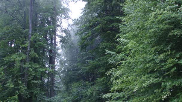 Ψηλά δέντρα ομίχλη στο δάσος - Πλάνα, βίντεο