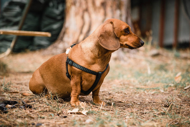 Dachshund dog in a collar for a walk in the park. Brown dachshund dog for a walk.  - Foto, imagen
