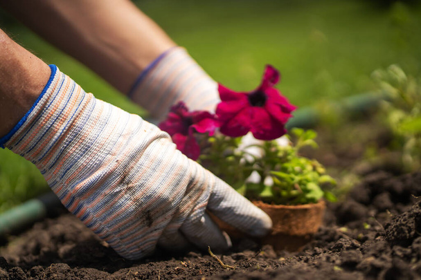 A closeup of hands in gloves engaged in gardening work, preparing the earth in a garden for planting flower seedlings. A professional gardener cultivates plants, farms penutia seedlings on a sunny day - 写真・画像