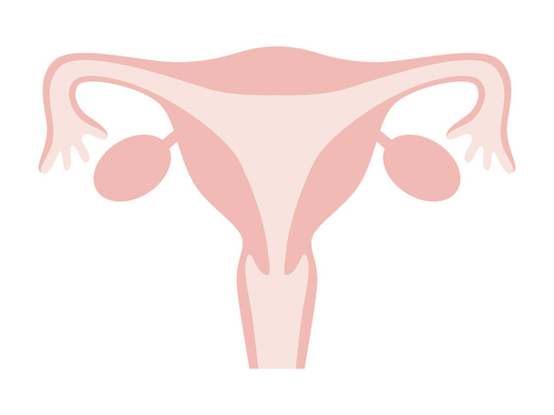 Flat illustration of female womb. It represents a normal state without disease. - Вектор,изображение