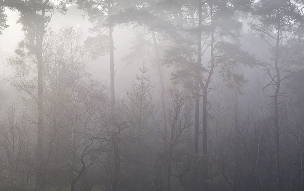 сосновый лес в осеннем тумане
 - Фото, изображение