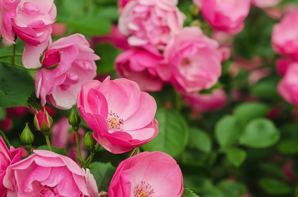 Pink rose - Photo, image