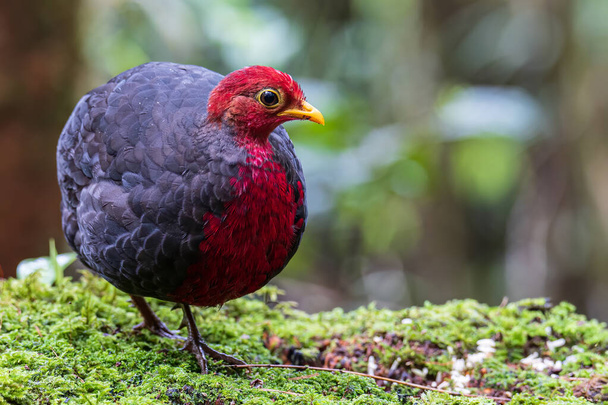 Natureza ave de vida selvagem de perdiz de cabeça carmesim em floresta tropical profunda selva, É endêmica para a ilha de Bornéu - Foto, Imagem