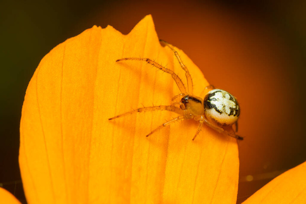 Image of mangora acalypha spider(Araneidae) on a yellow flower on nature background.(Cricket-bat orbweaver). Insect. Animal. - Φωτογραφία, εικόνα