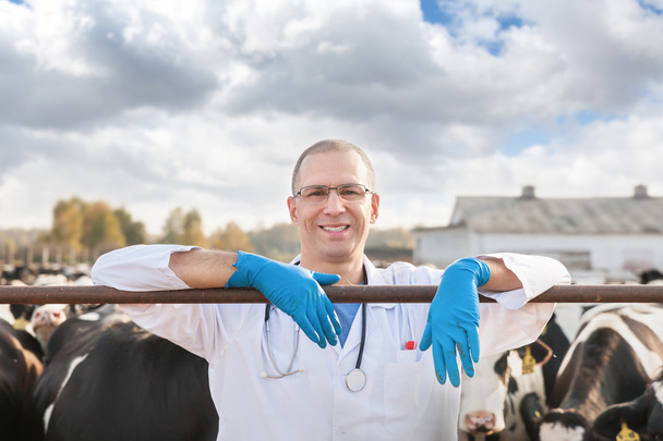 veterinarian at  farm cattle - Fotó, kép