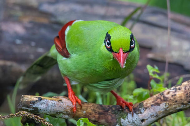 Borneon vihreiden lintujen luontokuva tunnetaan Bornean Green Magpiena - Valokuva, kuva