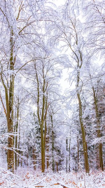 téli csodaország - Fotó, kép