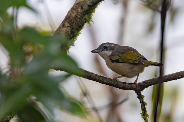 Nature wildlife bird known as Blyth's Shrike-Babbler (Pteruthius Aeralatus) - Foto, Bild