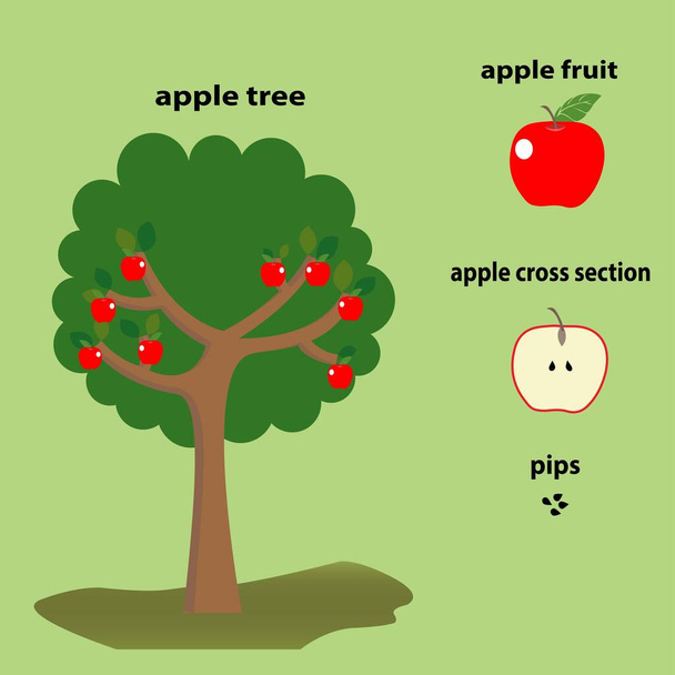 Apple education teaching resources with apple tree, apple fruit and pips - Вектор,изображение