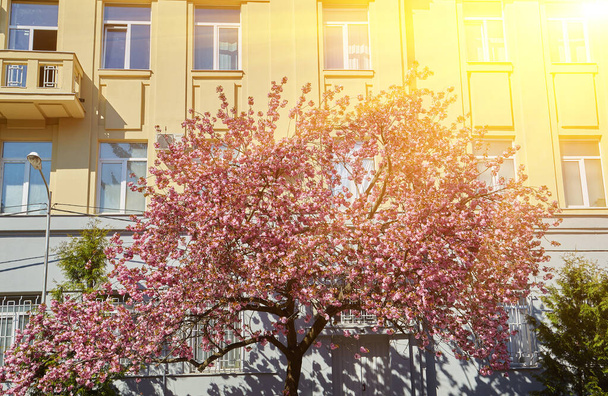 Όμορφα ανθισμένα δέντρα σακούρα στο σοκάκι. Ροζ λουλούδια sakura σε κλαδιά σε ηλιόλουστο φως στο δρόμο της άνοιξης της πόλης, θέα στο τοπίο. Απολαμβάνοντας την άνοιξη στην πόλη - Φωτογραφία, εικόνα