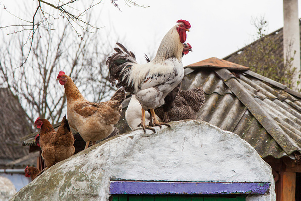 Galo e galinhas
 - Foto, Imagem