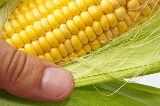mezőgazdasági termelő kézi érett kukorica vizsgálata - Fotó, kép