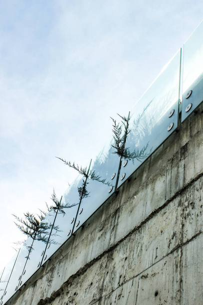 Concrete wall with transparent glass banister with wild plants growing. - Photo, Image