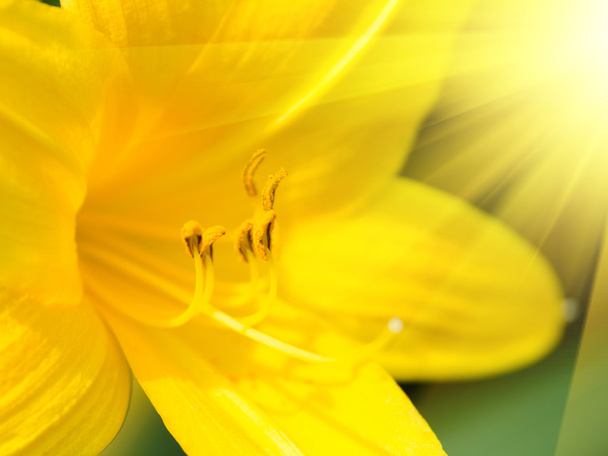 Lirio amarillo de cerca
 - Foto, Imagen