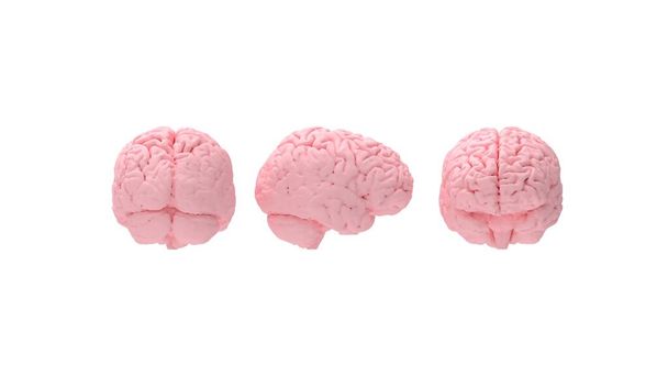 Мозок відображає погляди спереду та ззаду, ілюструючи анатомію та структуру людського мозку для медичних, наукових та освітніх цілей. Детальне зображення різних мозків
 - Фото, зображення