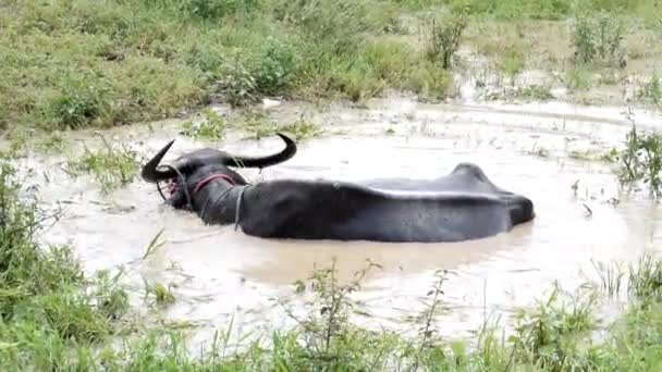 Brown water buffalo are bathing in the mud. Refreshment of Water buffalo - Video, Çekim