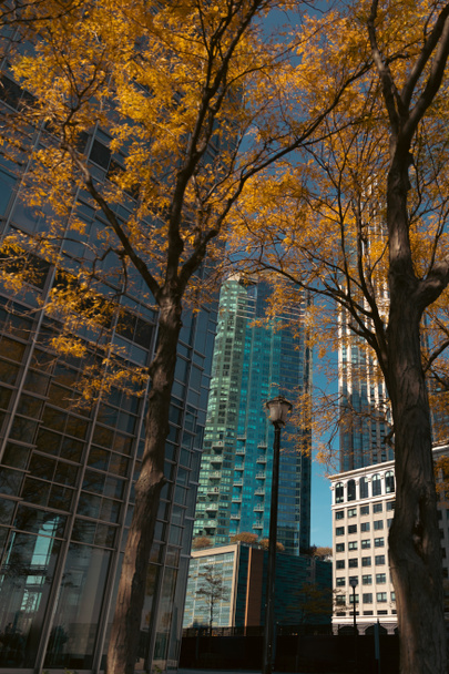 modern buildings near trees with autumn leaves in Manhattan district of New York City - Foto, Bild