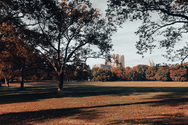New York City Park com árvores e gramado com arranha-céus contemporâneos em segundo plano - Foto, Imagem