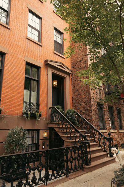 brick house with stairs and metal railings near white dog on sidewalk on street in New York City - Foto, imagen