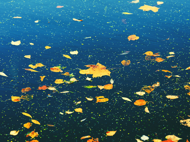 Autumn Leaves On Water - Photo, image