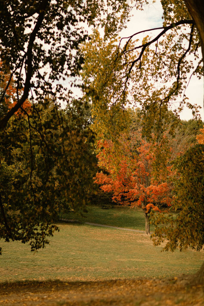 Foglie cadute e alberi sul prato nel Central Park di New York - Foto, immagini