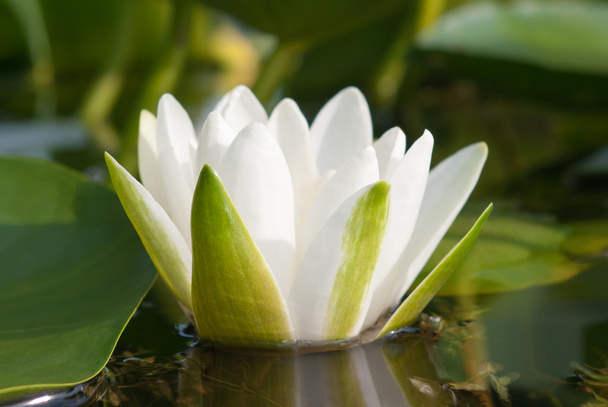 White lily blooming lake on the background of green leaves - Foto, Imagen
