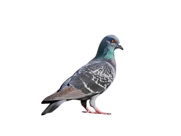 Full body of pigeon racing pigeon isolated white background. - Valokuva, kuva
